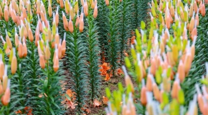 Cách trồng hoa lay ơn đẹp