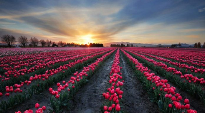 Cách trồng hoa tulip hiệu quả