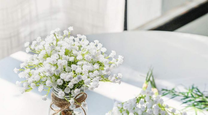 Chăm sóc hoa baby luôn tươi tốt