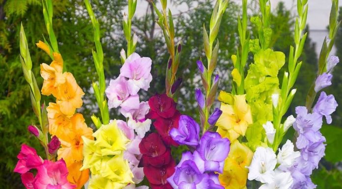 Hoa lay ơn Gladiolus