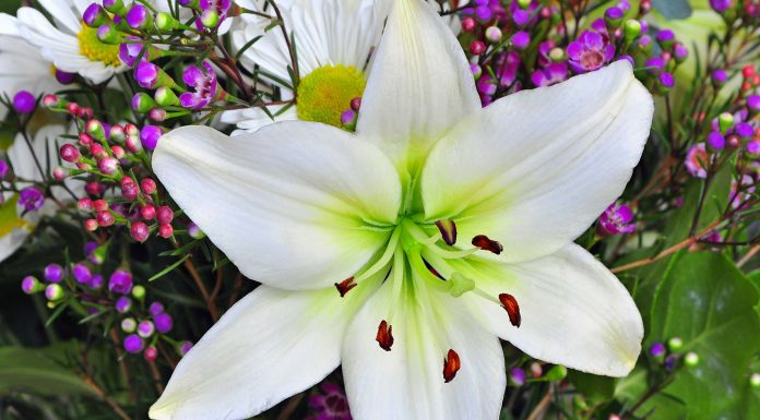 Hình ảnh hoa ly trắng