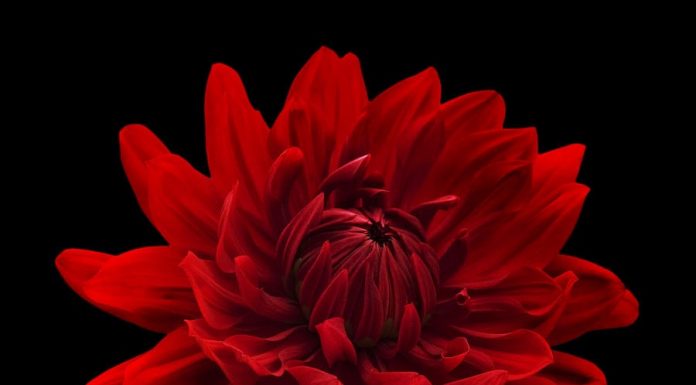 Hoa màu đỏ nổi bật